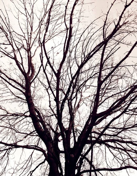 Фоне Голубого Облачного Неба Естественном Фоне Пышное Дерево Залито Солнцем — стоковое фото