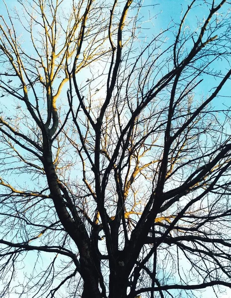 Gezwollen Boom Gegoten Met Zonneschijn Tegen Achtergrond Van Blauwe Bewolkte — Stockfoto