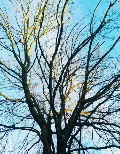 Geschwollener Baum Mit Sonnenschein Vor Dem Hintergrund Des Blauen Bewölkten — Stockfoto