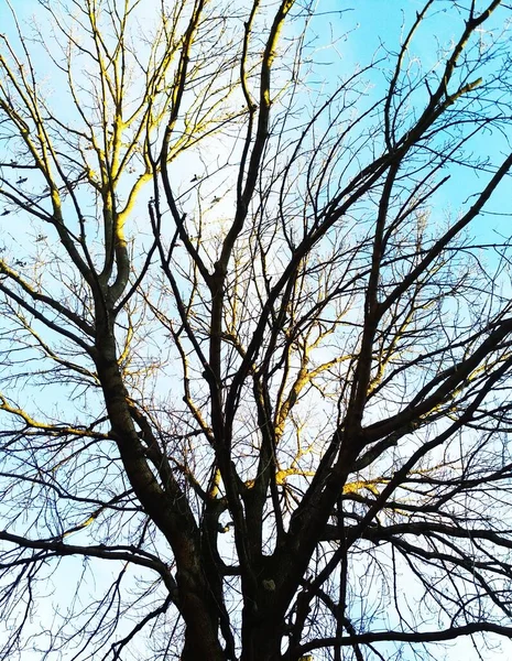 Puszyste Drzewo Zalewane Słońcem Tle Niebieskiego Zachmurzonego Nieba Naturalne Tło — Zdjęcie stockowe