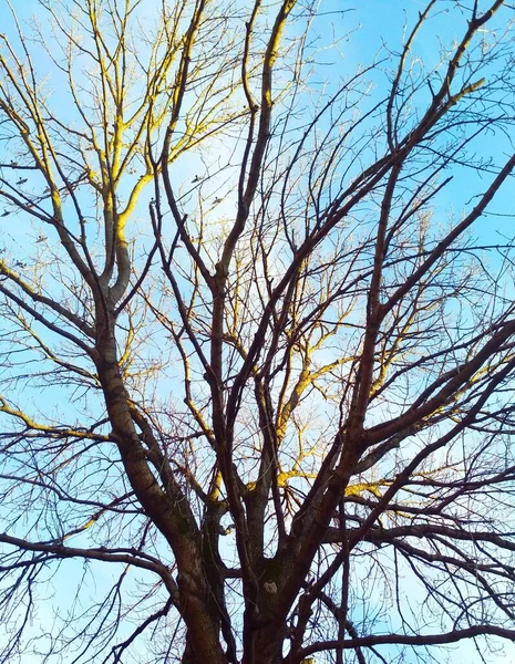 구름낀 하늘을 배경으로 보풀보풀 나무에 햇빛이 — 스톡 사진