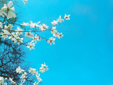 Çiçek açan beyaz manolya ağacı, bahar mevsimi, doğal arka plan 