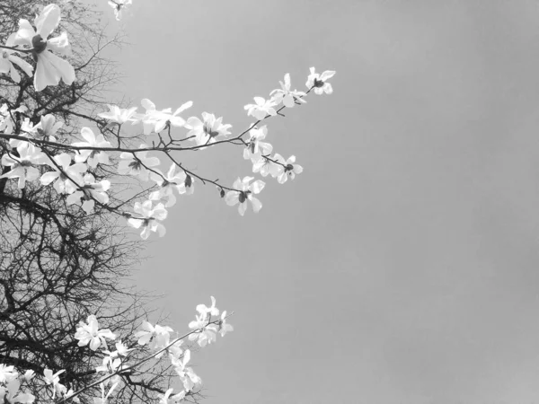 Magnolia Bianca Fiore Stagione Primaverile Sfondo Naturale — Foto Stock