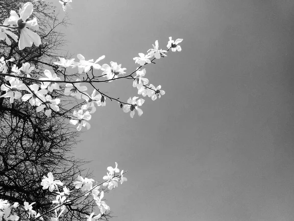 Magnólia Branca Flor Estação Primavera Fundo Natural — Fotografia de Stock