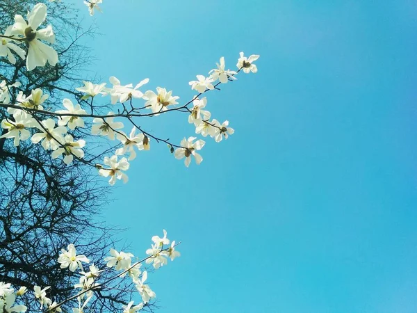 Magnólia Branca Flor Estação Primavera Fundo Natural — Fotografia de Stock