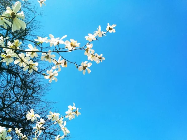 Białe Drzewo Magnolii Rozkwicie Pora Wiosenna Naturalne Tło — Zdjęcie stockowe