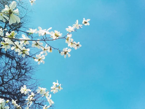 Árbol Blanco Magnolia Flor Temporada Primavera Fondo Natural — Foto de Stock