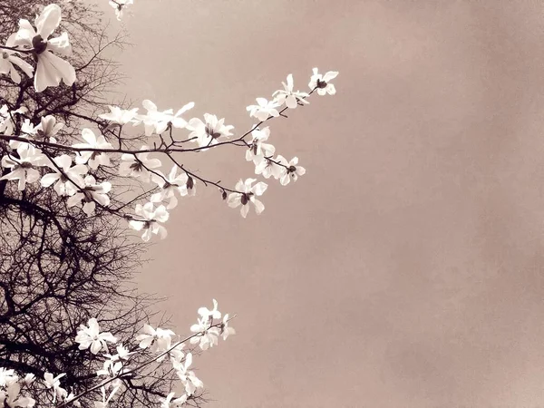 Біле Дерево Магнолії Цвітіння Весняний Сезон Природний Фон — стокове фото