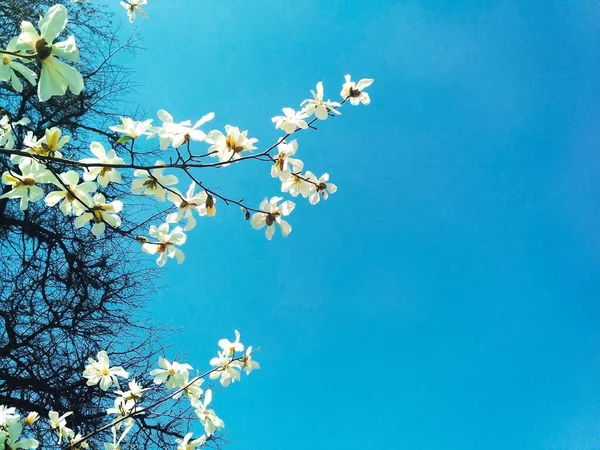 Vit Magnolia Träd Blom Vårsäsong Naturlig Bakgrund — Stockfoto
