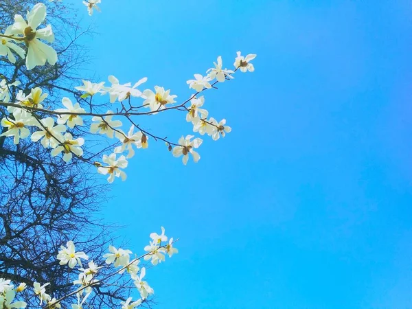 Białe Drzewo Magnolii Rozkwicie Pora Wiosenna Naturalne Tło — Zdjęcie stockowe