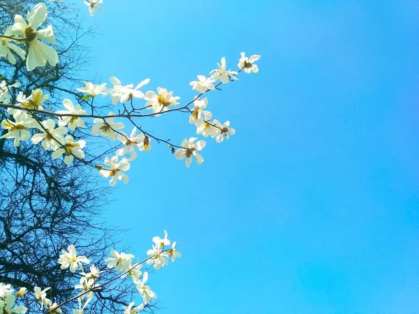 Białe Drzewo Magnolii Rozkwicie Pora Wiosenna Naturalne Tło — Zdjęcie stockowe