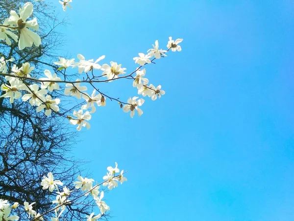 Weiße Magnolie Blüte Frühling Natürlicher Hintergrund — Stockfoto