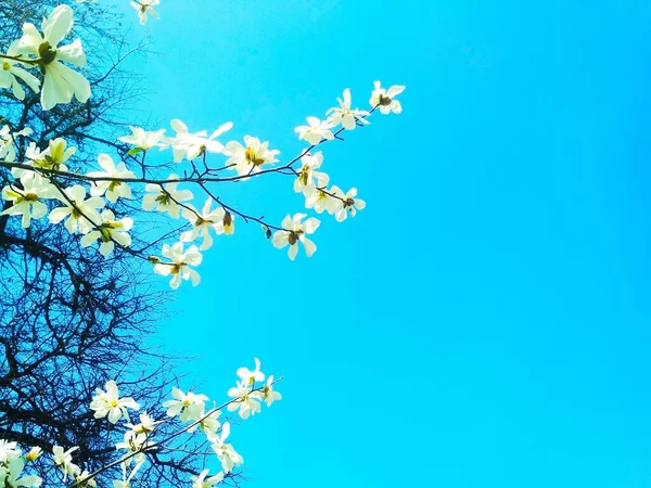 白色的木兰花盛开 春秋季节 自然背景 — 图库照片