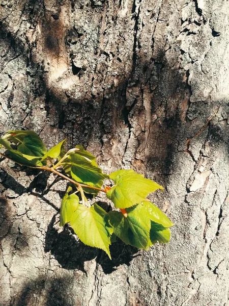 Větev Nového Života Jasného Jarního Dne Přírodní Zázemí — Stock fotografie