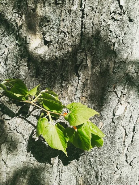 Een Tak Van Nieuw Leven Een Heldere Lentedag Natuurlijke Achtergrond — Stockfoto