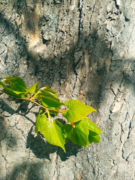 Ein Zweig Neuen Lebens Einem Strahlenden Frühlingstag Natürlicher Hintergrund — Stockfoto