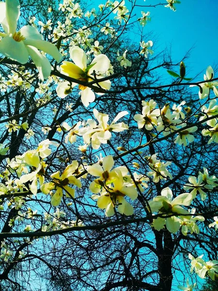 Árbol Blanco Magnolia Flor Fondo Natural Temporada Primavera — Foto de Stock