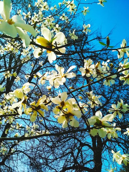 Magnólia Branca Flor Fundo Natural Estação Primavera — Fotografia de Stock