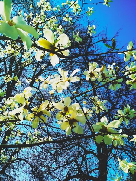 Vit Magnolia Träd Blom Naturlig Bakgrund Vårsäsong — Stockfoto