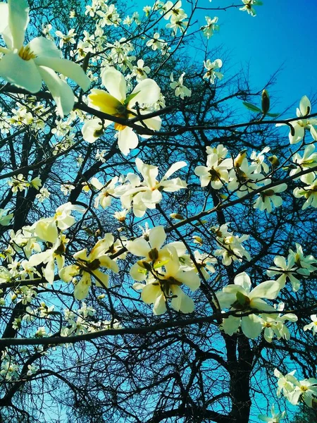 Magnolia Bianca Fiore Sfondo Naturale Stagione Primaverile — Foto Stock