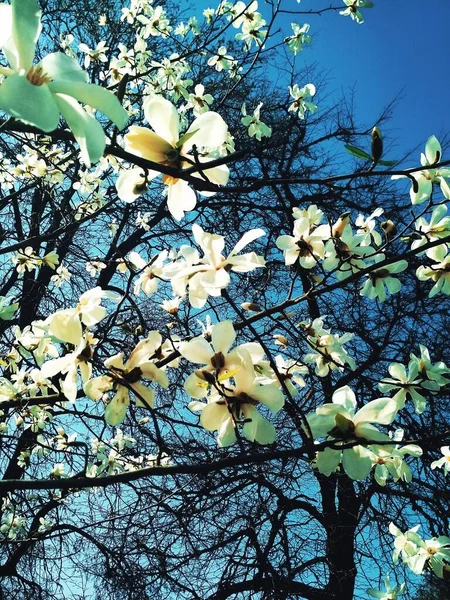 Vit Magnolia Träd Blom Naturlig Bakgrund Vårsäsong — Stockfoto