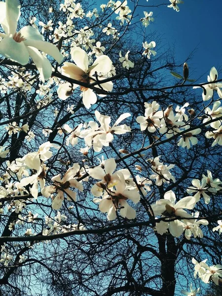 Vit Magnolia Träd Blom Naturlig Bakgrund Vårsäsong — Stockfoto