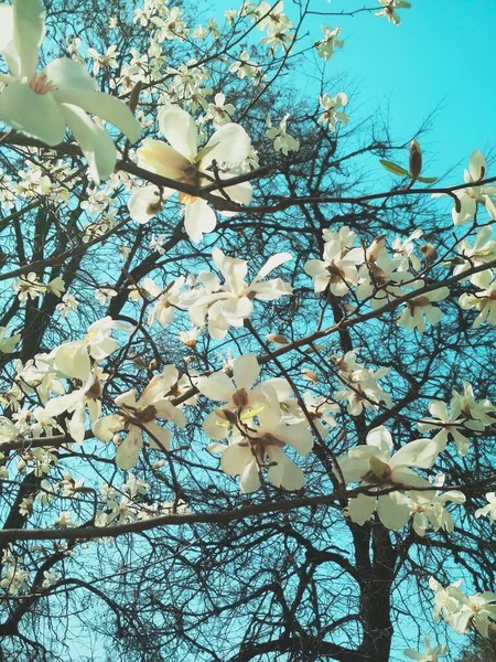 Vit Magnolia Träd Blom Naturlig Bakgrund Vårsäsong — Stockfoto