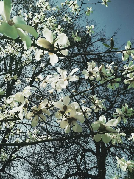 White Magnolia Tree Blossom Natural Background Spring Season — Stock Photo, Image