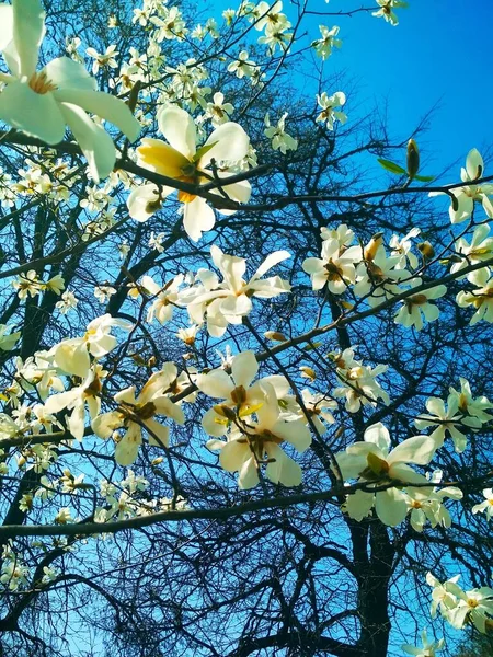 Árbol Blanco Magnolia Flor Fondo Natural Temporada Primavera —  Fotos de Stock
