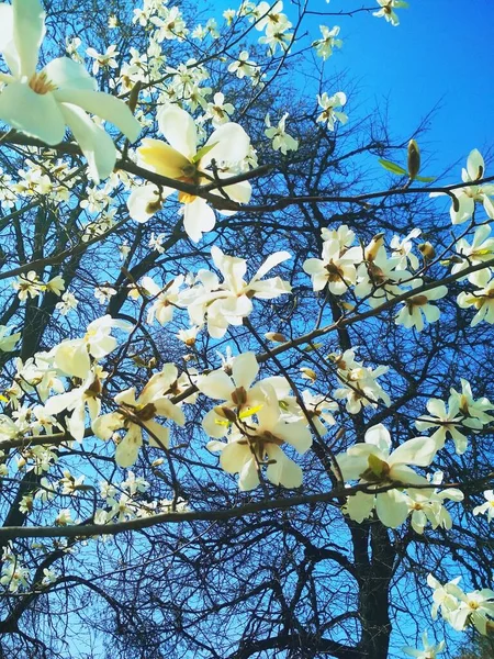 White Magnolia Tree Blossom Natural Background Spring Season — Stock Photo, Image