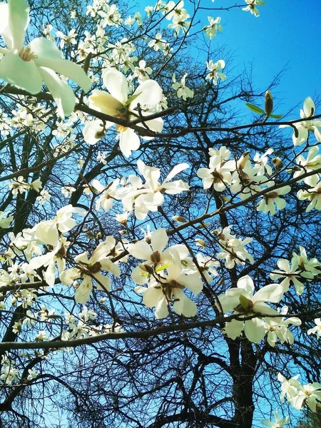 Vit Magnolia Träd Blom Naturlig Bakgrund Vårsäsong — Stockfoto