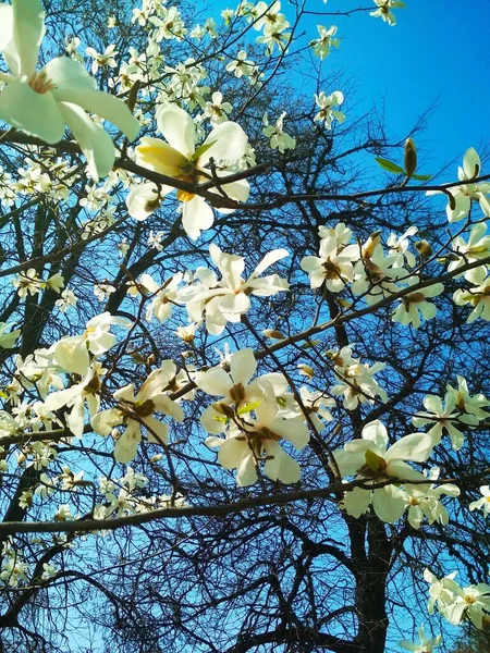 Árbol Blanco Magnolia Flor Fondo Natural Temporada Primavera — Foto de Stock