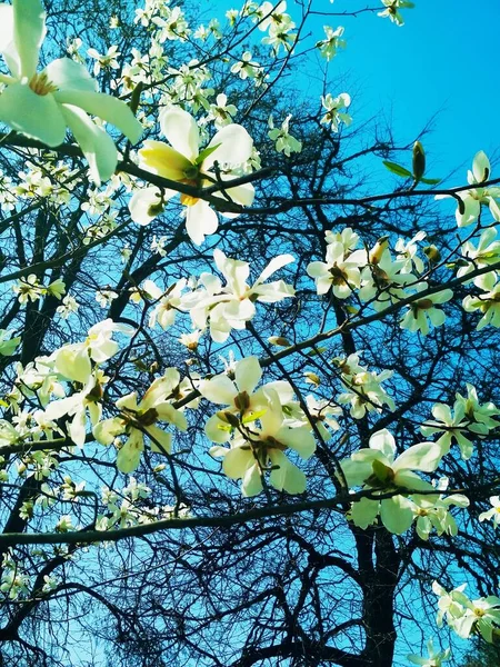 Vit Magnolia Träd Blom Naturlig Bakgrund Vårsäsong — Stockfoto