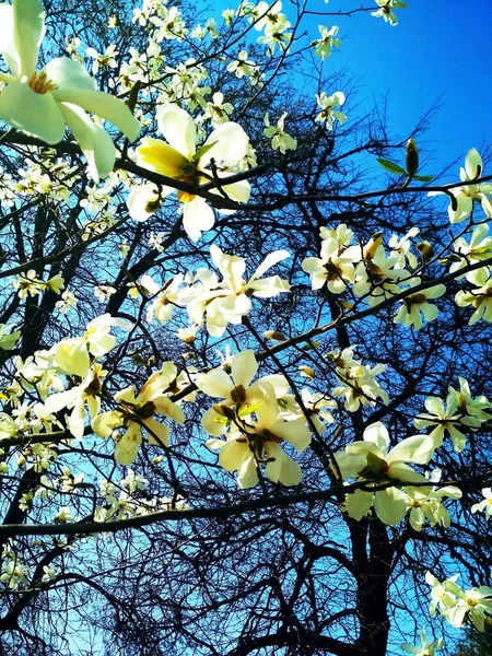 Magnolia Bianca Fiore Sfondo Naturale Stagione Primaverile — Foto Stock