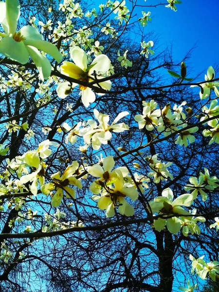 Vit Magnolia Träd Blom Naturlig Bakgrund Vårsäsong — Stockfoto