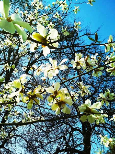 花の白いマグノリアの木 自然の背景 春の季節 — ストック写真