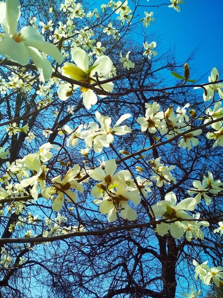 开花的白木兰花 自然背景 春季季节 — 图库照片
