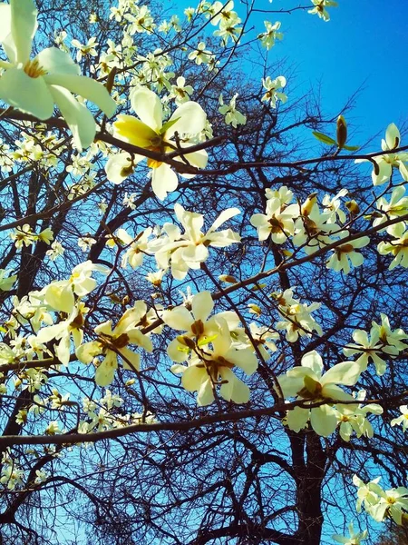 Białe Drzewo Magnolii Rozkwicie Naturalne Tło Pora Wiosenna — Zdjęcie stockowe