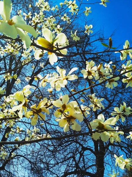 White Magnolia Tree Blossom Natural Background Spring Season — Stock Photo, Image