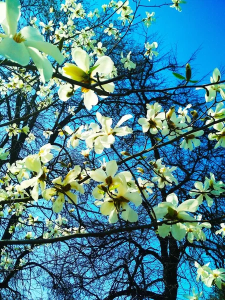 Białe Drzewo Magnolii Rozkwicie Naturalne Tło Pora Wiosenna — Zdjęcie stockowe