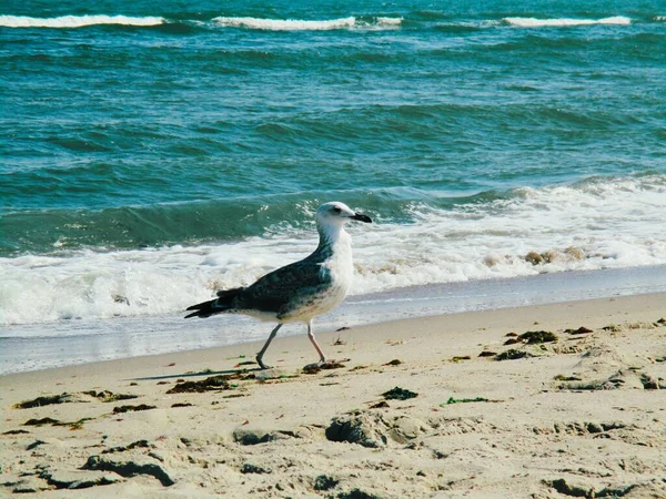 Uma Gaivota Mar Que Está Ocupada Caminhar Algures Longo Costa — Fotografia de Stock