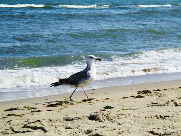 Una Gaviota Que Camina Largo Costa — Foto de Stock