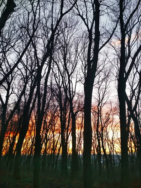 Atardecer Parque Sus Colores Completos Fondo Natural — Foto de Stock