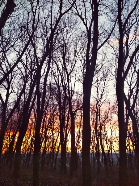 Sonnenuntergang Einem Park Seinen Vollen Farben Natürlicher Hintergrund — Stockfoto