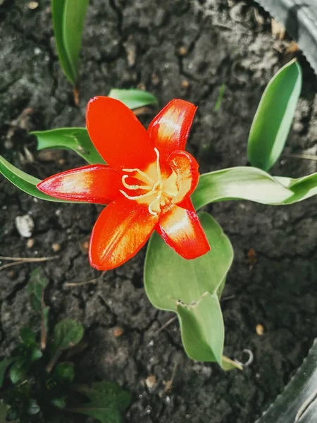 満開の赤い美しい虎のユリ 自然の背景 — ストック写真