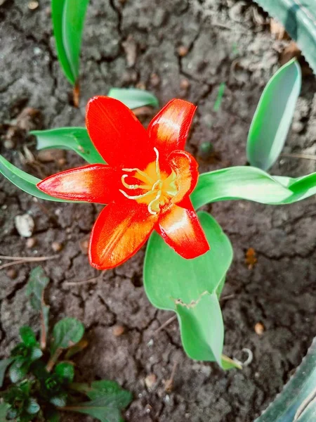 Vermelho Belo Lírio Tigre Plena Flor Fundo Natural — Fotografia de Stock