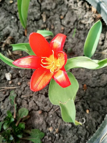 Vermelho Belo Lírio Tigre Plena Flor Fundo Natural — Fotografia de Stock