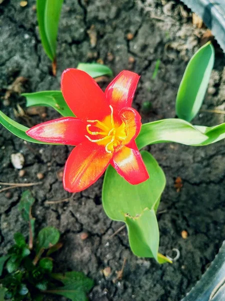 Rojo Hermoso Tigre Lirio Plena Flor Fondo Natural — Foto de Stock