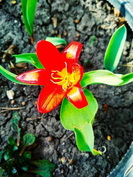 Vermelho Belo Lírio Tigre Plena Flor Fundo Natural — Fotografia de Stock