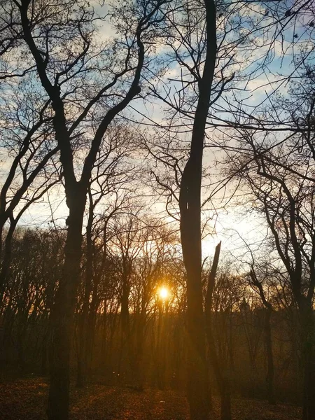 Atardecer Parque Fondo Natural — Foto de Stock